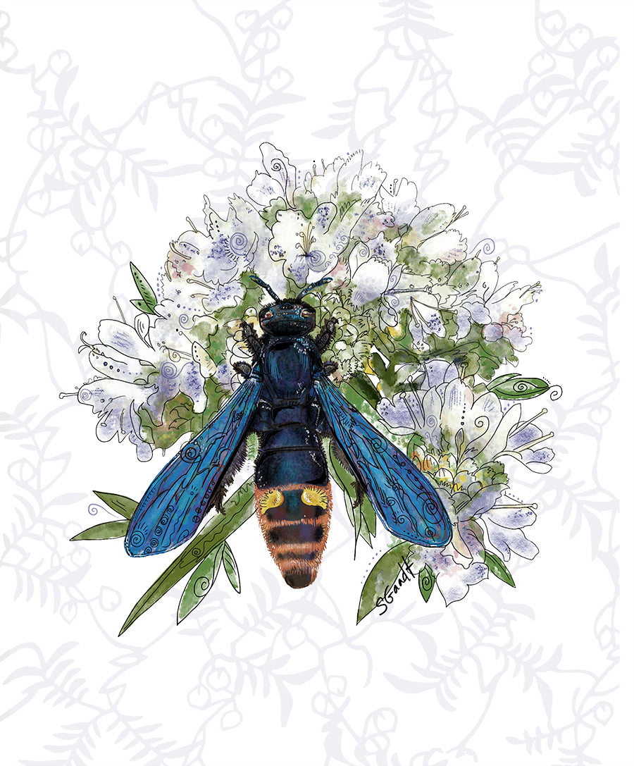 Blue-winged Wasp with Mountain Mint