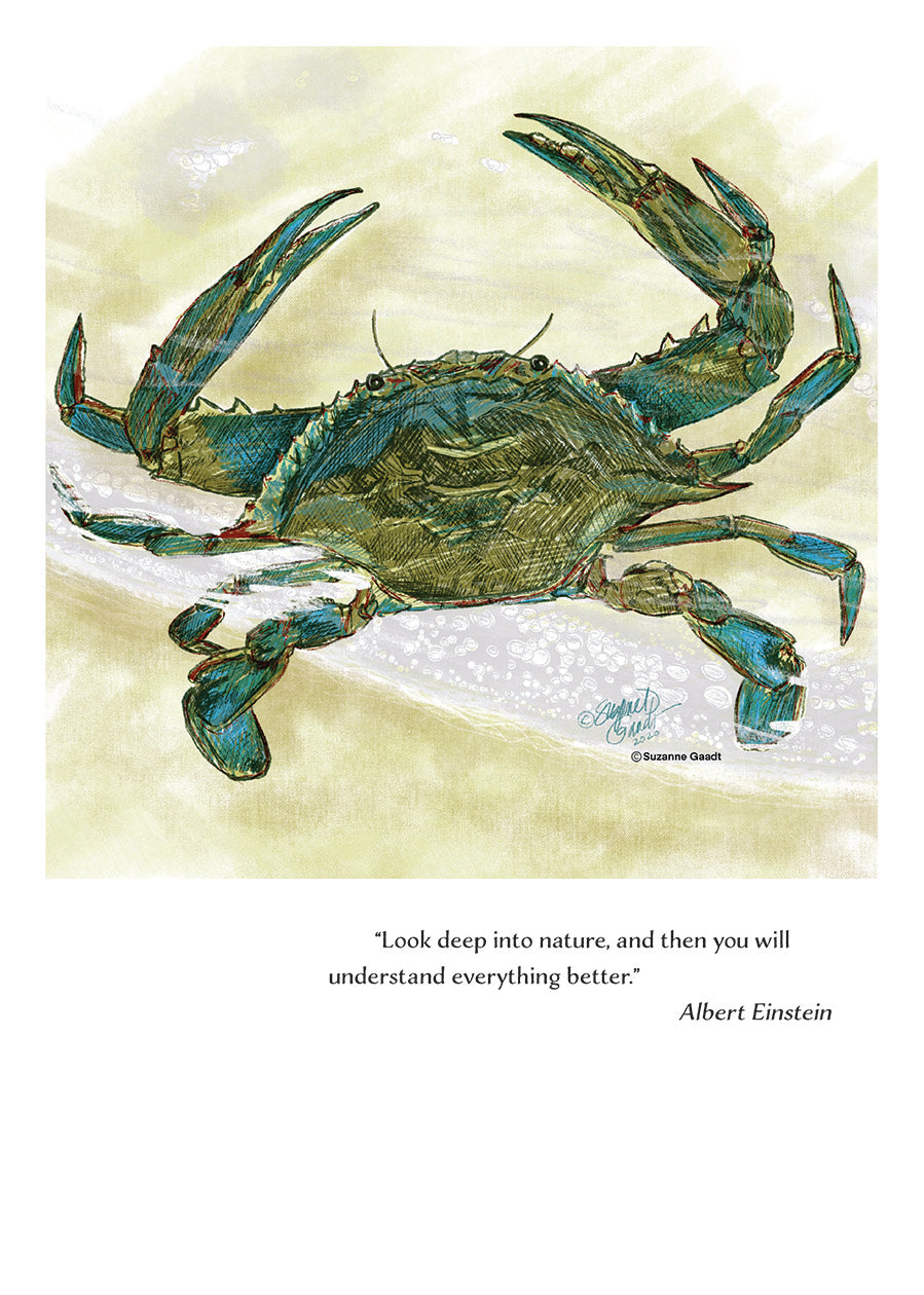 Crab Wildlife Portrait