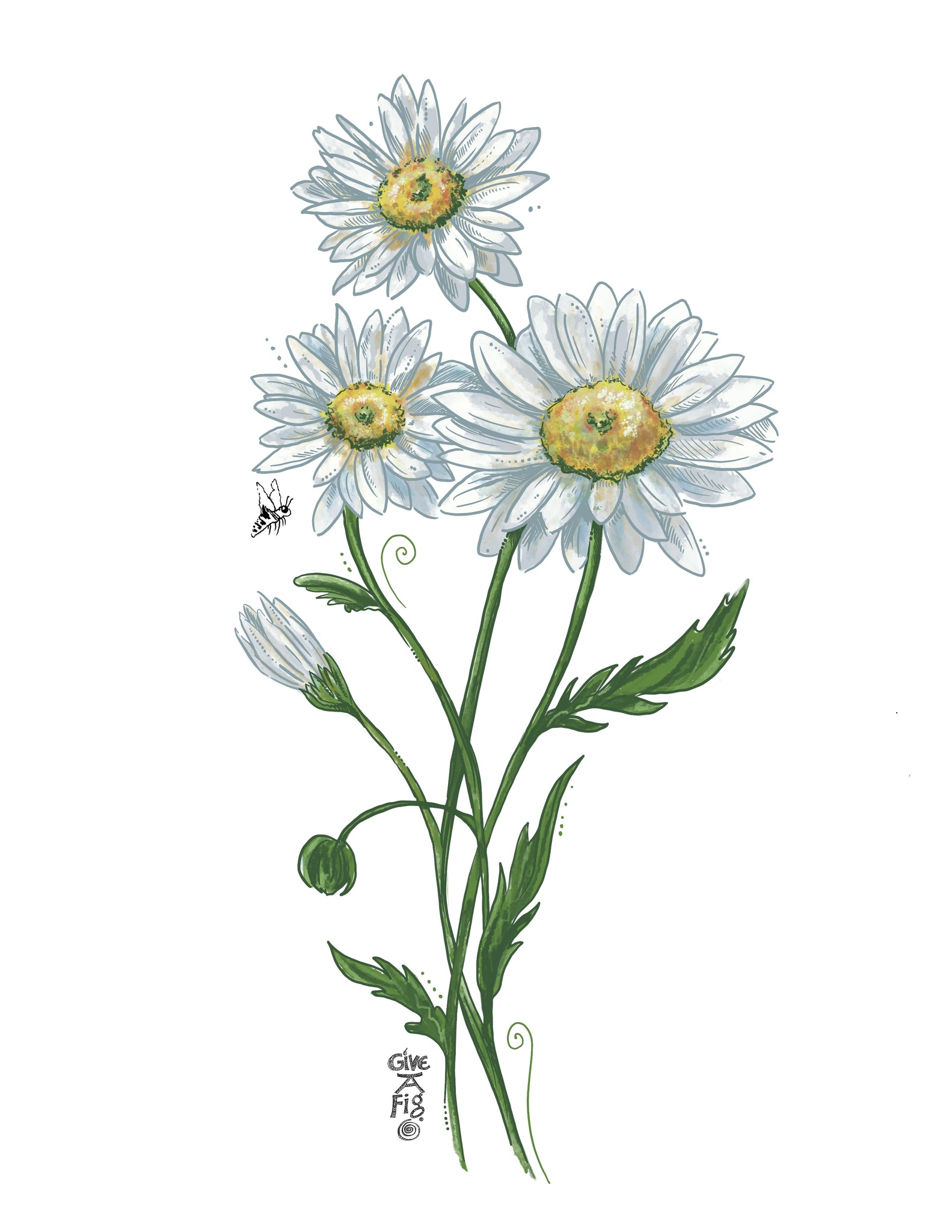 Oxeye Daisy Botanical Art – Suzanne Gaadt Art & Design