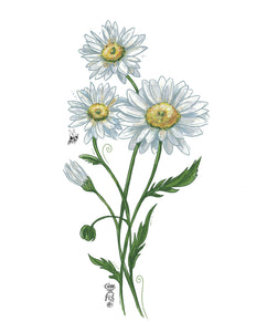Oxeye Daisy Botanical Art