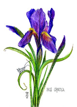 Load image into Gallery viewer, Iris Botanical Art