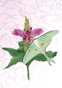 Luna Moth with Pink Chelone Flower