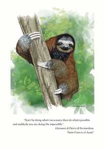 Sloth Wildlife Portrait