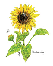 Load image into Gallery viewer, Sunflower Botanical Art
