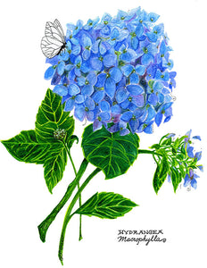 Hydrangea Botanical Art