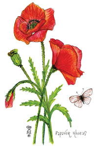 Poppy Botanical Art